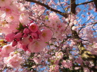 Frühlingsblüten Traum