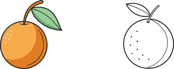 Orange Fruit Illustration With Colored Version And Line Art Rendering