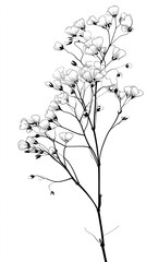 Delicate White Flowers: Minimalist Botanical Illustration of Orchid Species in Black and White Art