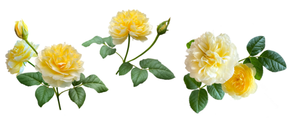 黄色いバラの切抜き