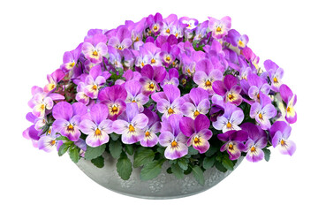 たくさんのビオラが咲いた鉢植えの切抜き