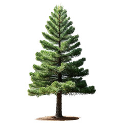 pine tree isolated on transparent background