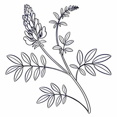 black and white flower