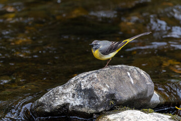 Grey wagtail bird 