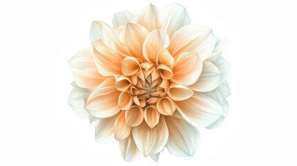 white and yellow flower on a transparent background, PNG image, PNG file, Generative art.