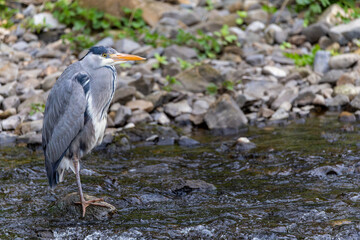 Grey heron 