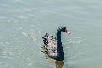 Black Swan Swimming in Calm Water