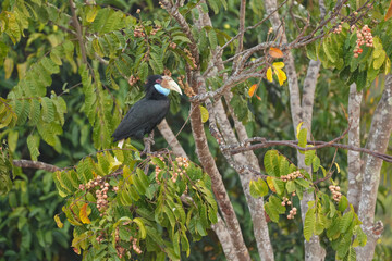 Wreathed hornbill, Bar-pouched wreathed hornbill(Rhyticeros undulatus) eating fruit birdwatching in the forest. 