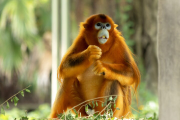 Golden Snub-nosed Monkey in Natural Habitat