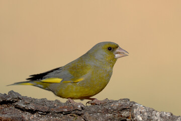 Greenfinch 
