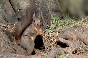Squirrel