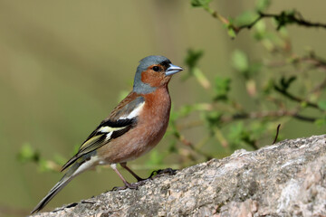 Chaffinch