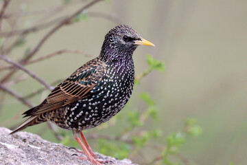 Starling