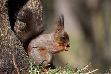 Squirrel