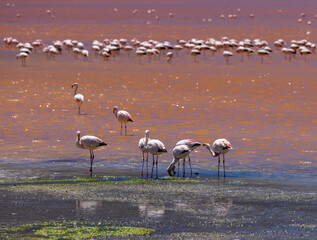 Laguna Colorada, Bolivia
