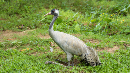 Obraz premium Grey Crowned Crane in a Grassy Field