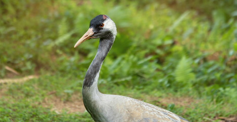 Elegant East Asian Crane in Natural Habitat