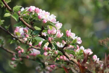Blüten am Apfelbaum