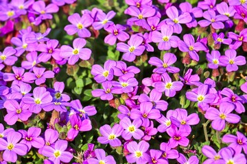 Blaukissen im Blumenbeet