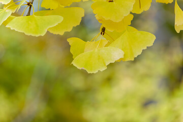 秋の陽に輝くイチョウの葉