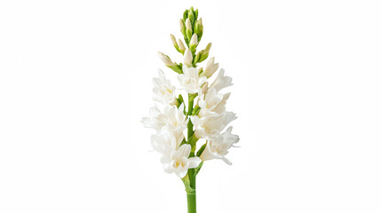 Naklejka premium a tall stem of white flowers in a vase on a transparent background, PNG image, PNG file, Generative art.
