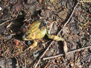Toter Frosch