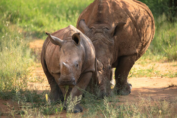 Fototapeta premium Mother and calf. The white rhino is the largest living rhino species. Rhinos are frequently targeted for poaching. Close-up. Taken near the Waterberg, Namibia, Africa.