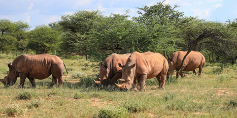 Group of white rhinos. The largest living rhino species.
Rhinos are frequently targeted for poaching.
Photographed on a game drive near the Waterberg, Namibia, Africa.