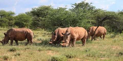 Gardinen Nashorn Group of white rhinos. The largest living rhino species. Rhinos are frequently targeted for poaching. Photographed on a game drive near the Waterberg, Namibia, Africa.  © familie-eisenlohr.de