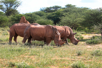 Fototapeta premium Group of white rhinos. The largest living rhino species. Rhinos are frequently targeted for poaching. Photographed on a game drive near the Waterberg, Namibia, Africa.