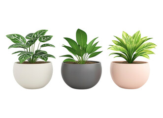 Fototapeta premium 3 set of flower pot