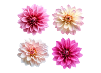 Beautiful Dahlia flower Set