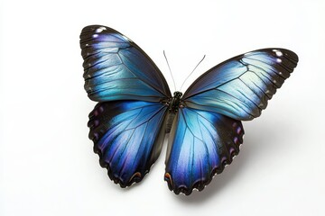 Obraz premium Majestic Blue Morpho Butterfly Collection with Gradient Wings Displaying Nature's Artistry in Azure Tones Against Clean Background, Entomology Specimen Study