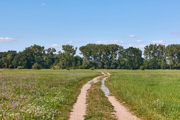Obraz premium Dirt road through green meadows in the countryside