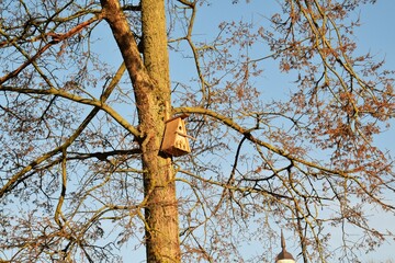 house for the birds on a pine tree in the fores