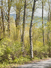 Fototapeta premium Great Blue Heron Nature Reserve during a spring season in Chilliwack, British Columbia, Canada