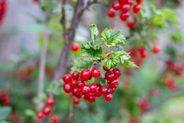 Red currant, branches with red berries and leaves close-up. Fruit bush with green leaves against a wooden fence. Gardening and harvesting