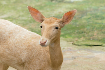Pale-Colored Young Deer in Natural Habitat