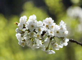 Horticulture of Gran Canaria -  fruit trees blossoming in spring, natural macro floral background