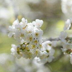 Horticulture of Gran Canaria -  fruit trees blossoming in spring, natural macro floral background