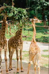 Giraffes Enjoying a Lush Meal in the Zoo