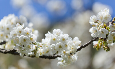 Horticulture of Gran Canaria -  fruit trees blossoming in spring, natural macro floral background