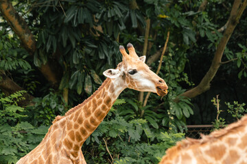 Giraffe in a Lush Green Forest