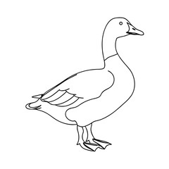 Obraz premium goose linear drawing on transparent background 