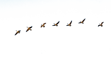Flock of geese on transparent background. PNG file