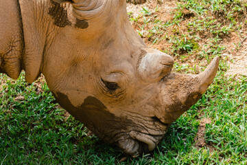 Close-up of a White Rhinoceros Grazing