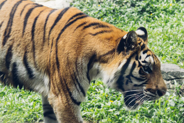 Majestic Bengal Tiger in a Natural Habitat