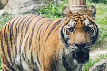 Tiger in its natural habitat