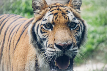 Close-up Portrait of a Majestic Tiger