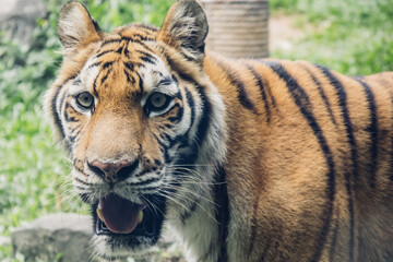 Close-up of a Majestic Tiger in its Habitat